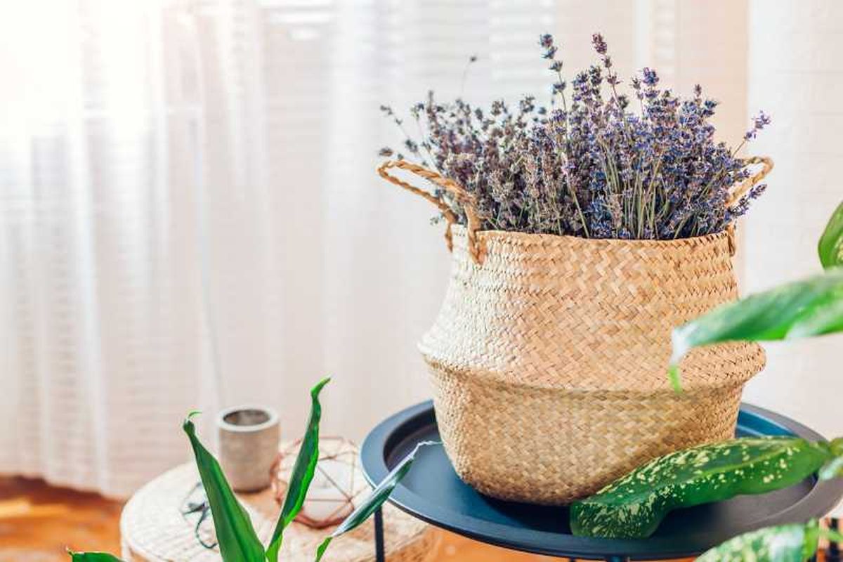 Lavanda en un cesto de fibras naturales, una planta muy decorativa.