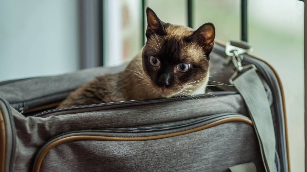 Consejos para viajar con tu mascota sin estrés