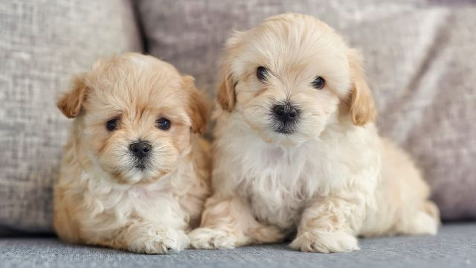 bichon maltes 6 bichon maltes 6