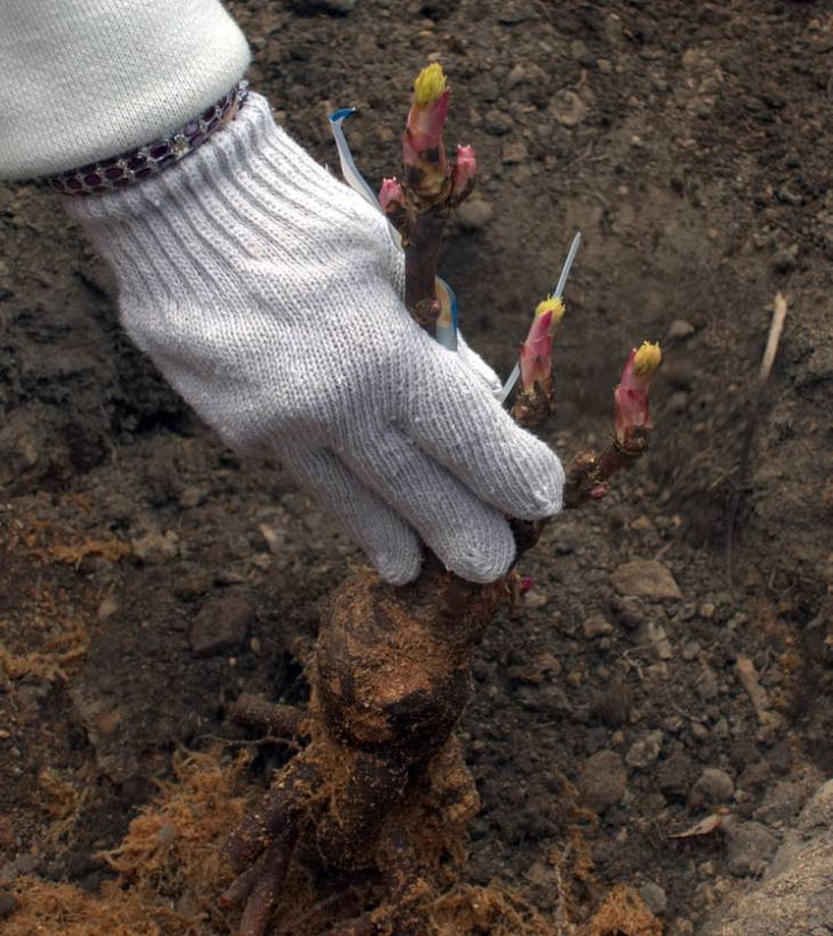como plantar peonias en el jardin