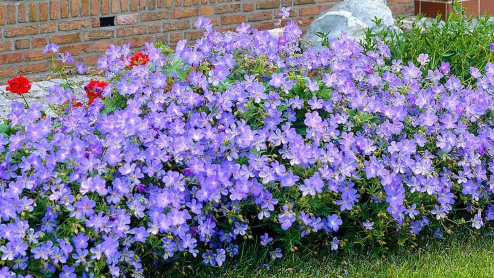 Geranium 'Johnson's Blue' en el jardín.