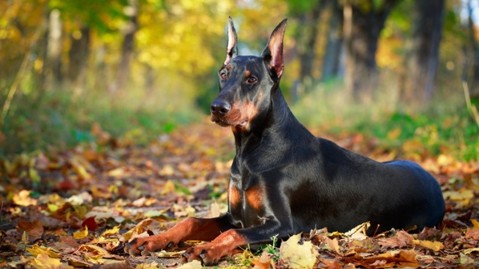 doberman 2 doberman 2