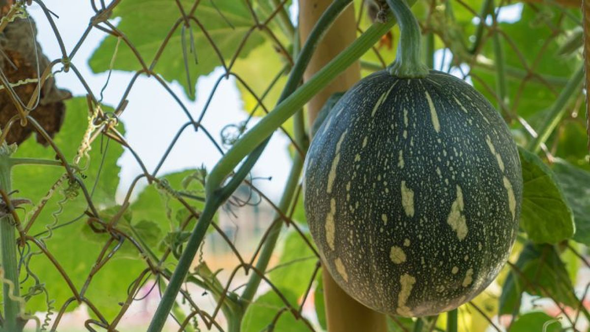 Calabaza cidra para cabello de ángel