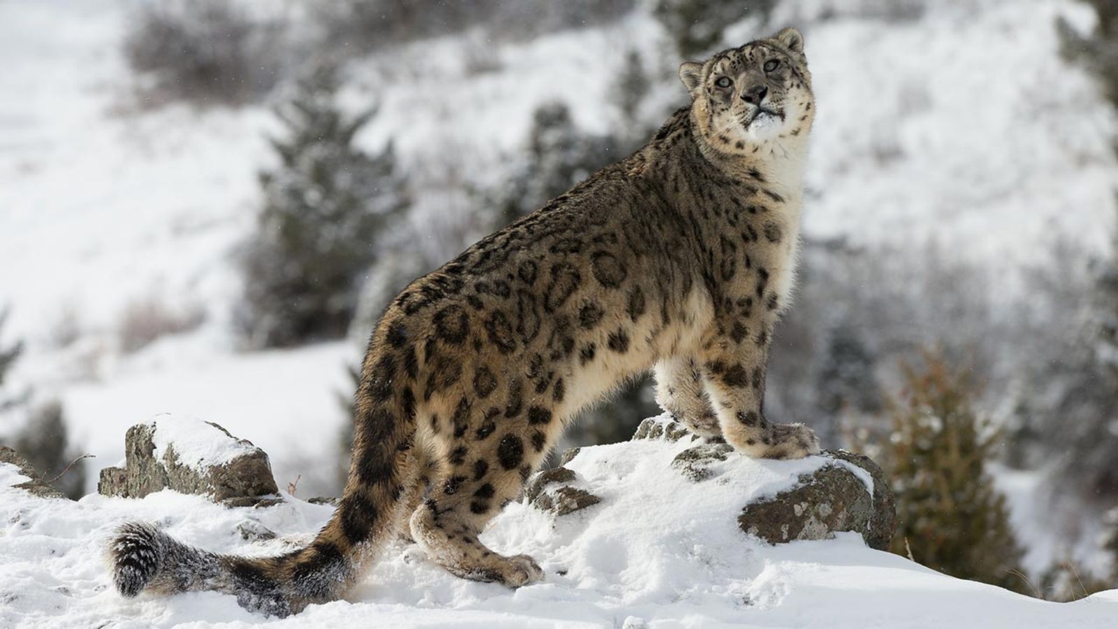 leopardo nieves portada