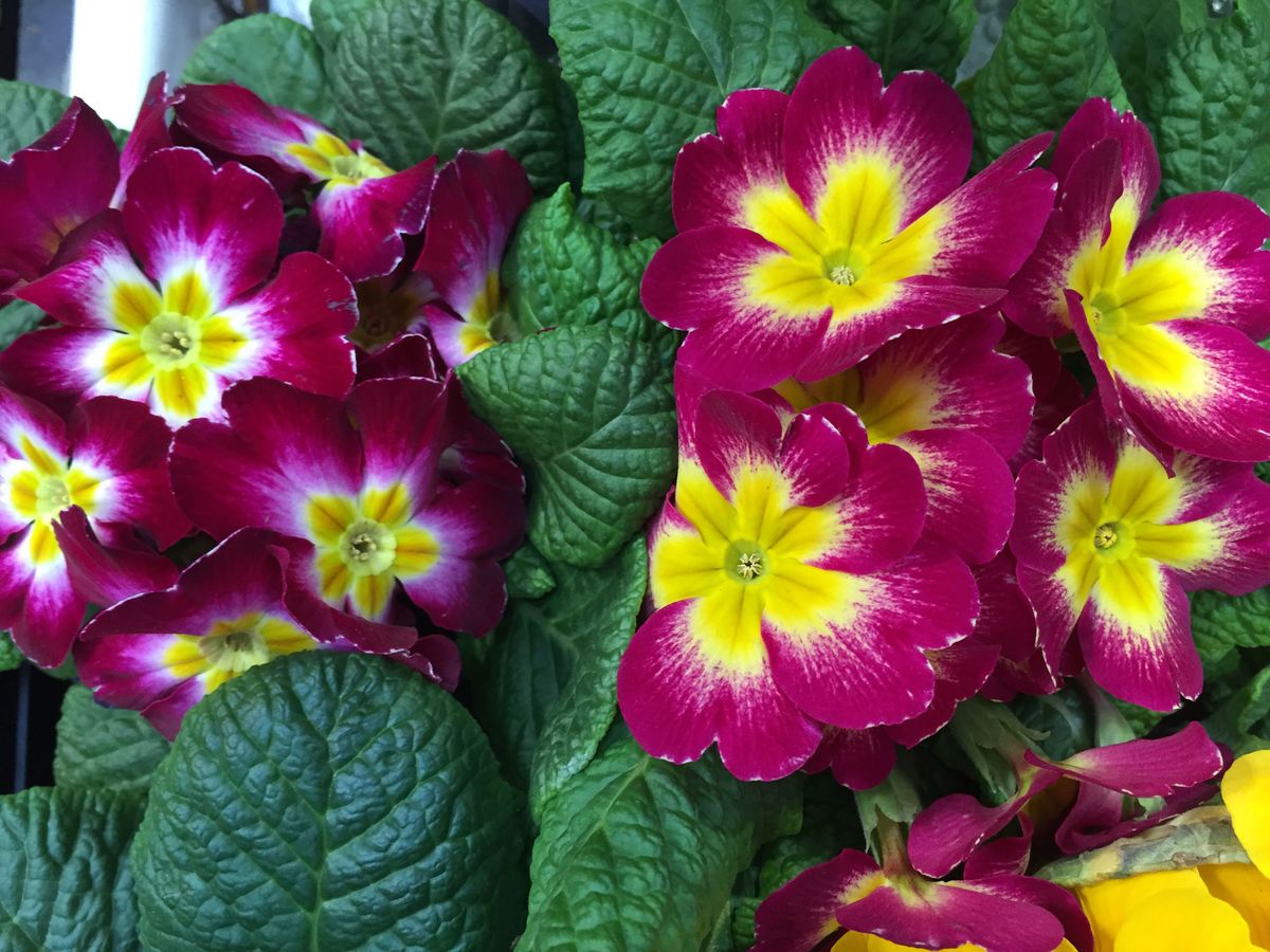 primula acaulis caracteristicas