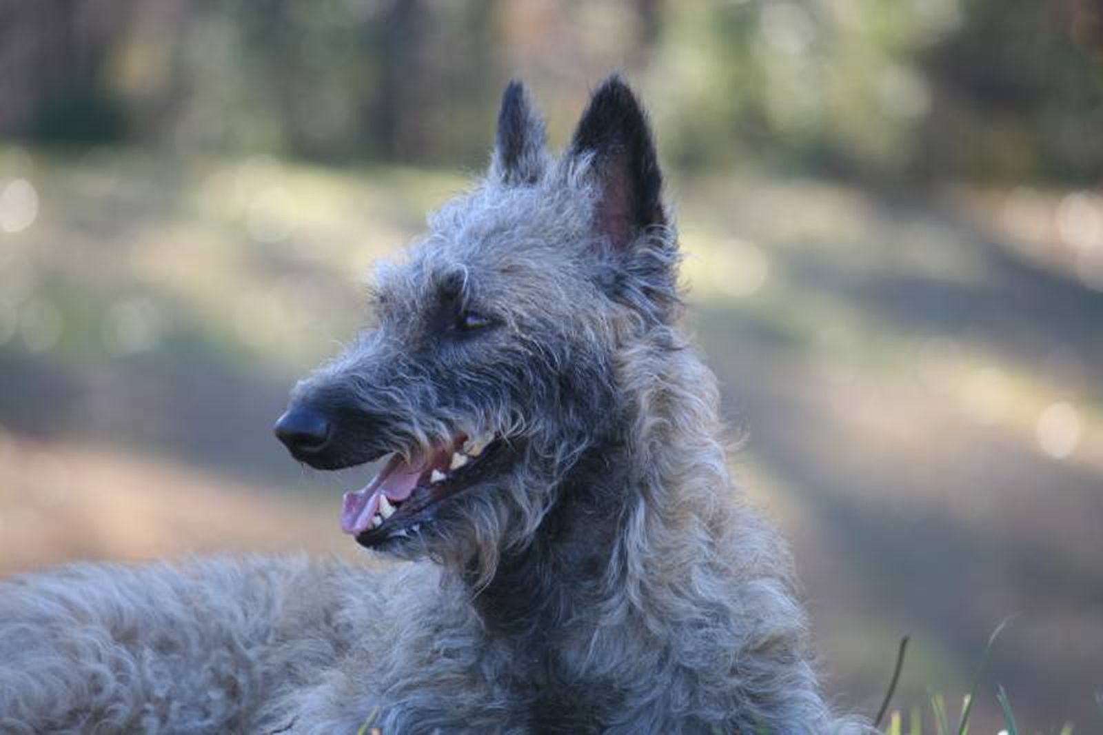 Son perros conocidos por su inteligencia, lealtad y energía.