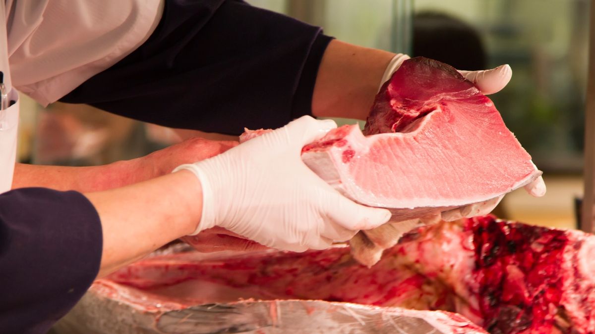 La ventresca es el corte más tierno del atún, con más grasa infiltrada