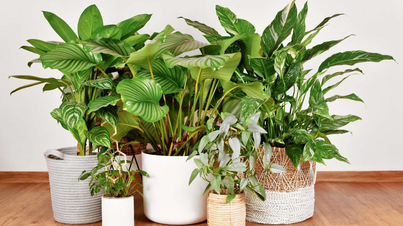 plantas tropicales