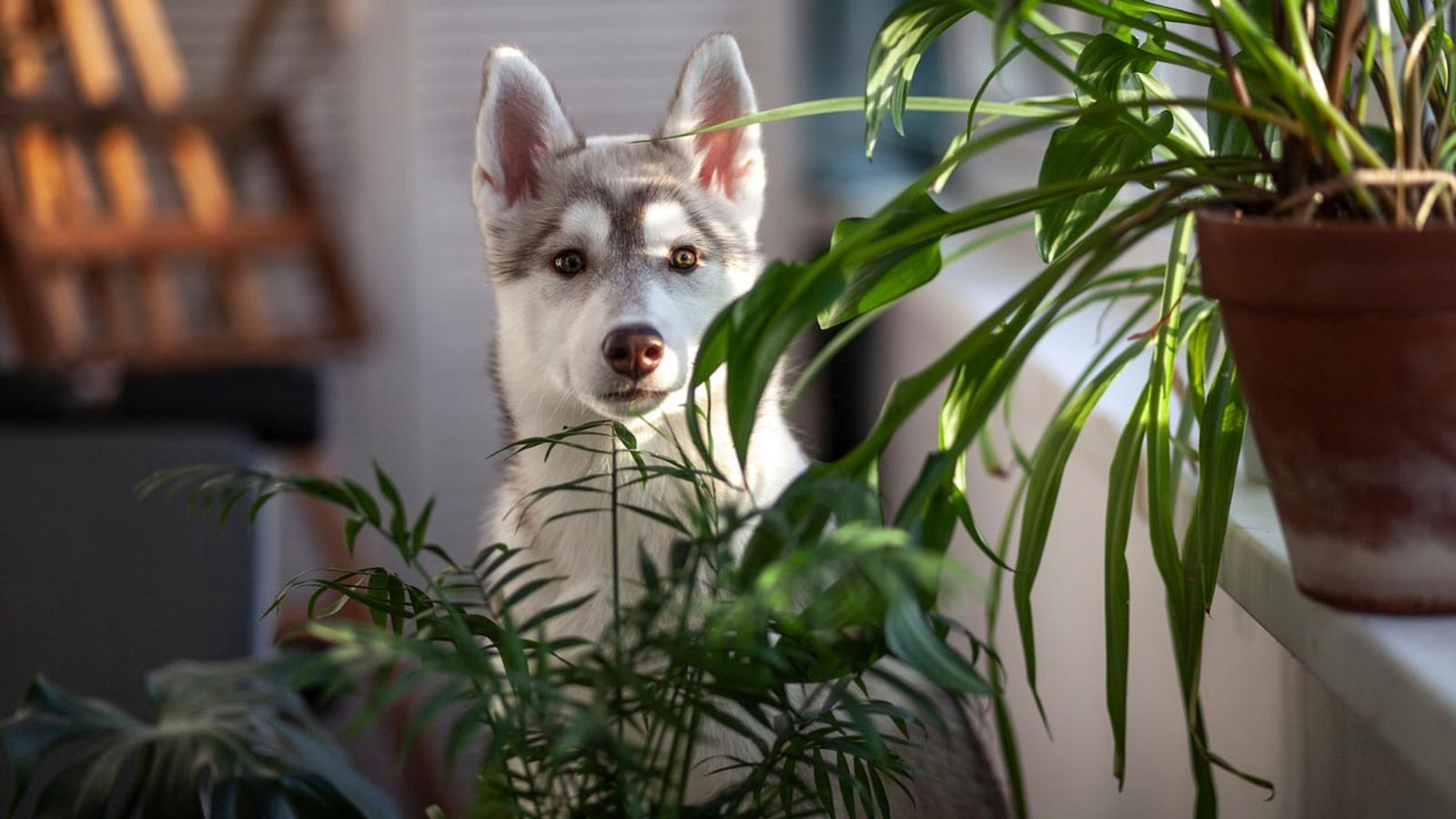 plantas pet friendly