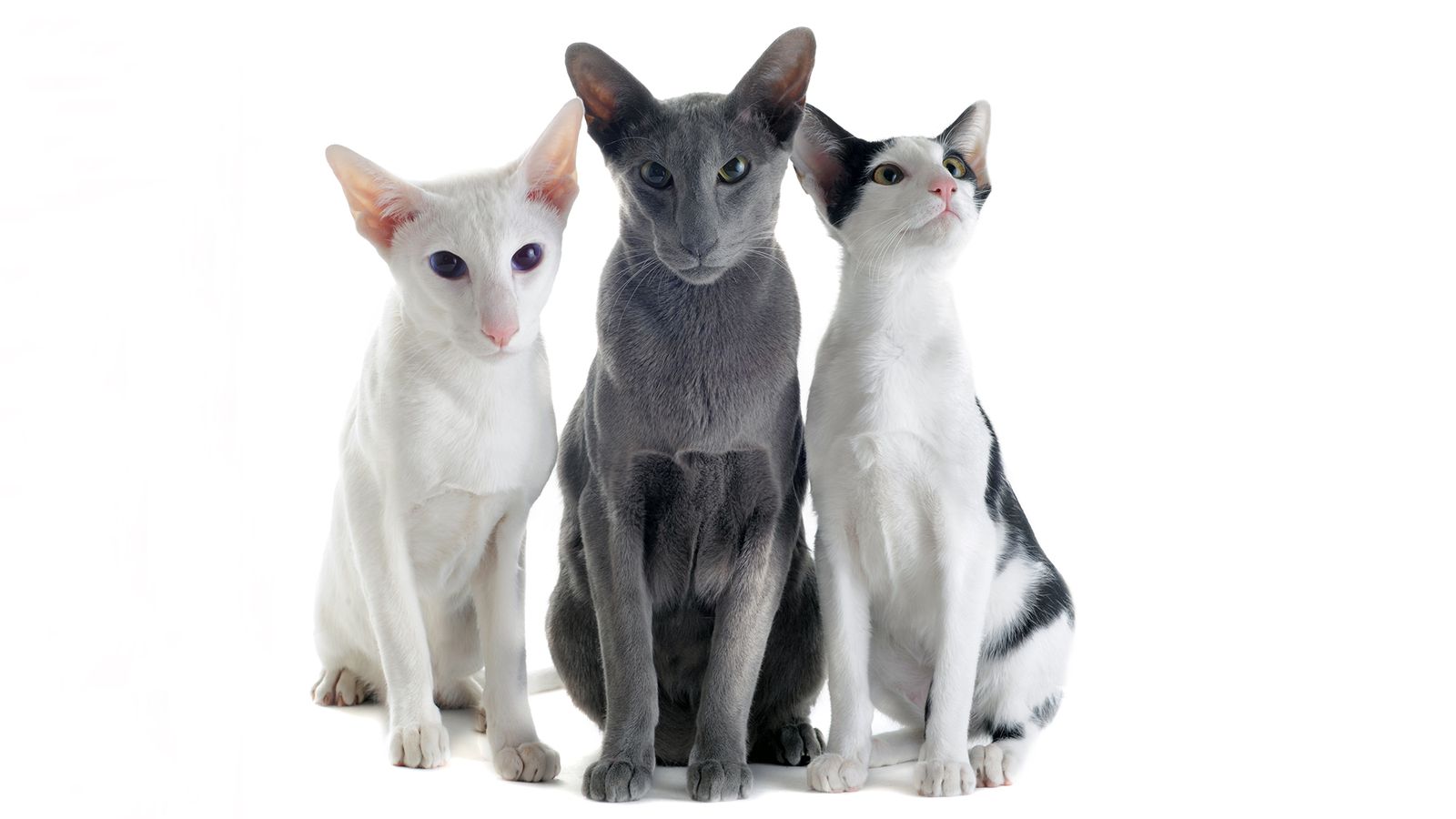 gatos raza oriental