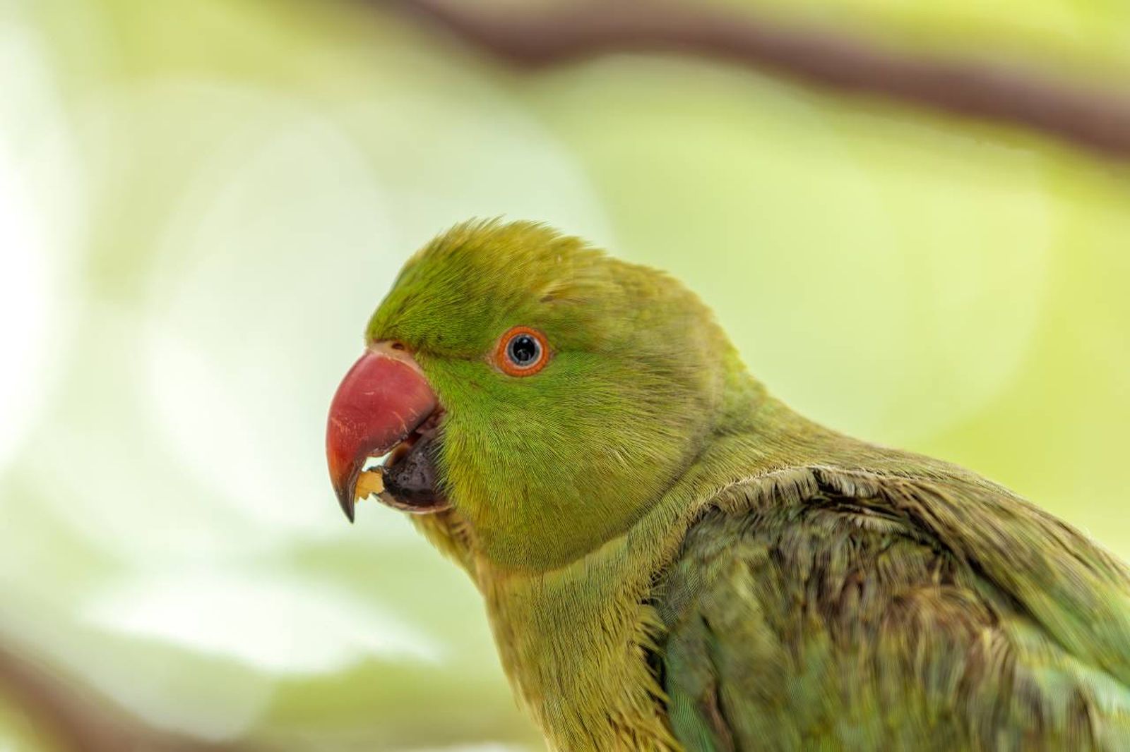 La cotorra de Kramer (Psittacula Krameri) es también conocida como loro Kramer.
