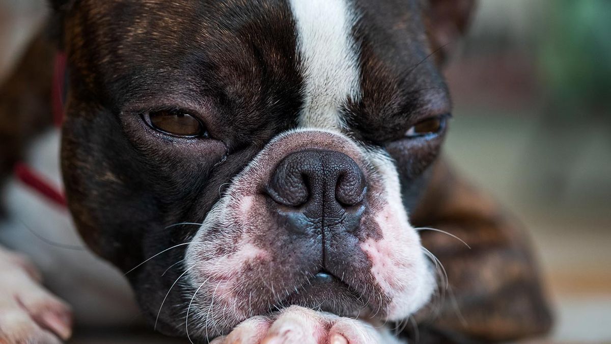 sintomas perro problemas corazon 1