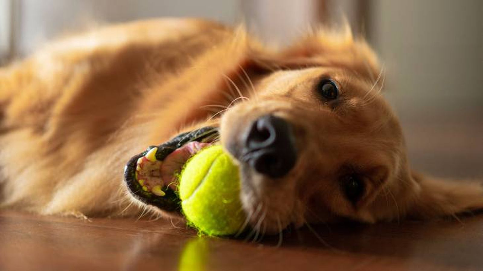 Un Golden Retriever jugando con una pelota de tenis