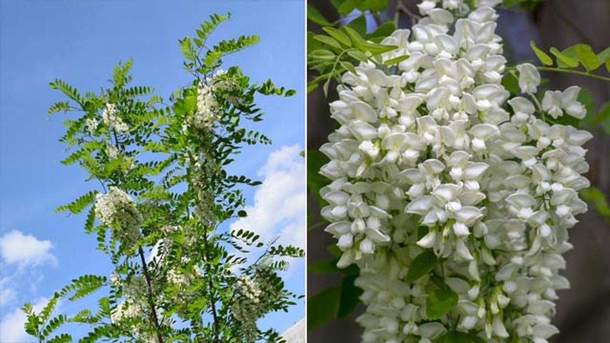 flores blancas arbol Robinia pseudoacacia acacia falsa