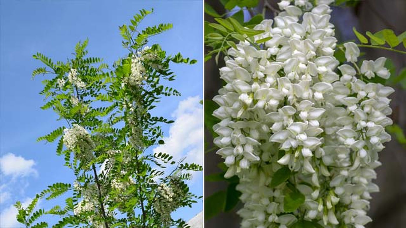 flores blancas arbol Robinia pseudoacacia acacia falsa flores blancas arbol Robinia pseudoacacia acacia falsa