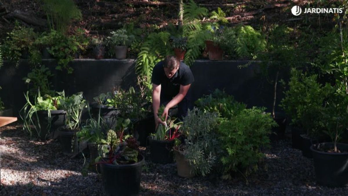 Cosecha de achicoria