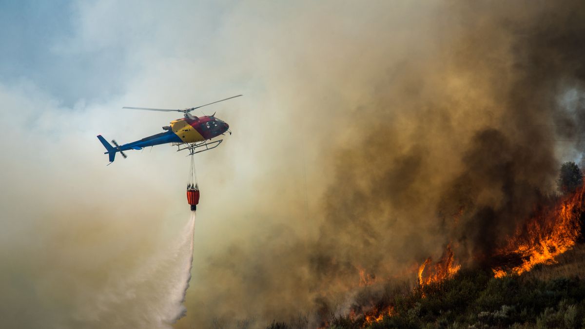 Plantar árboles inmediatamente después de un incendio puede dificultar la recuperación natural del ecosistema