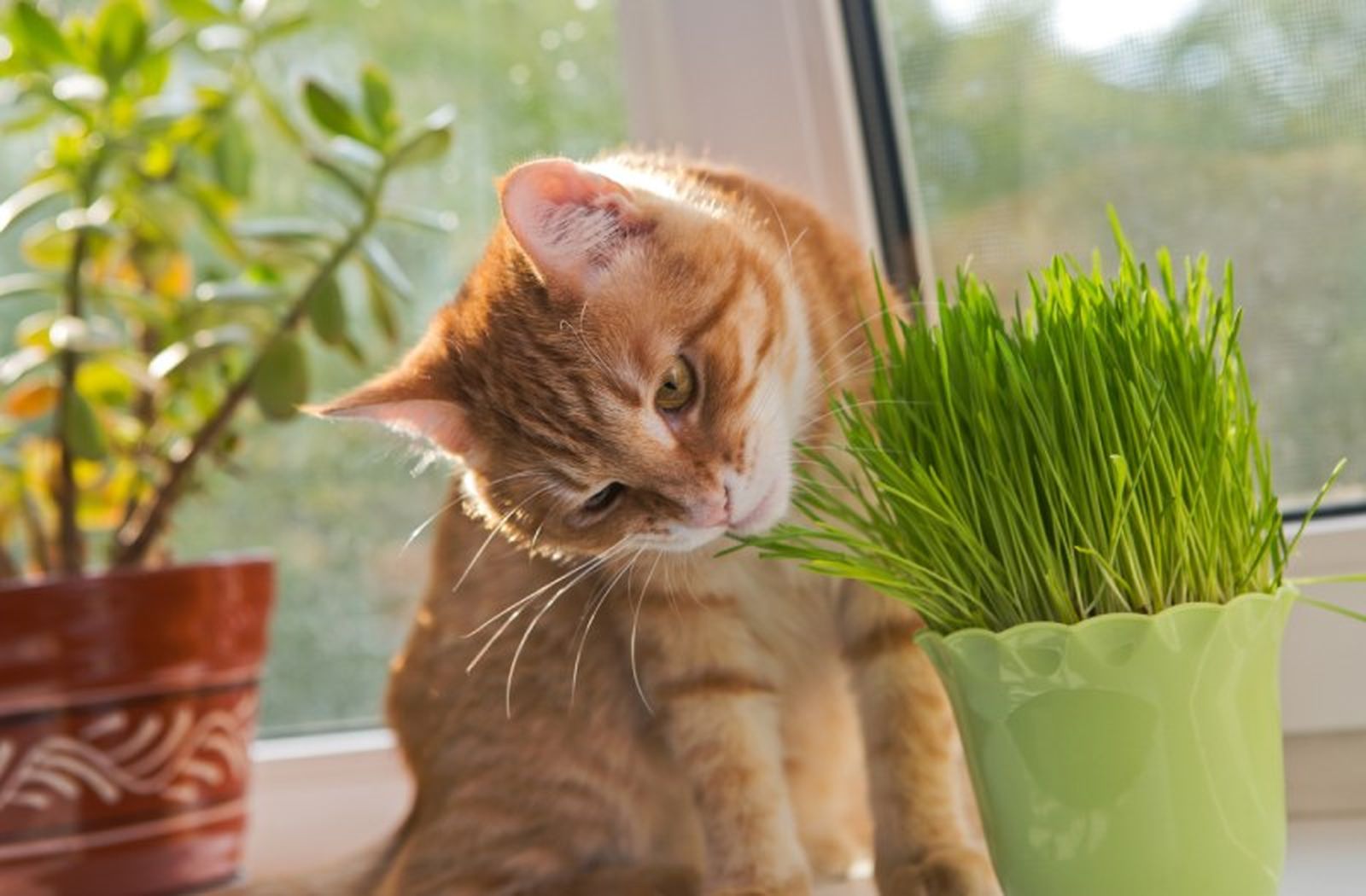 Hierba para gatos. Hierba para gatos.