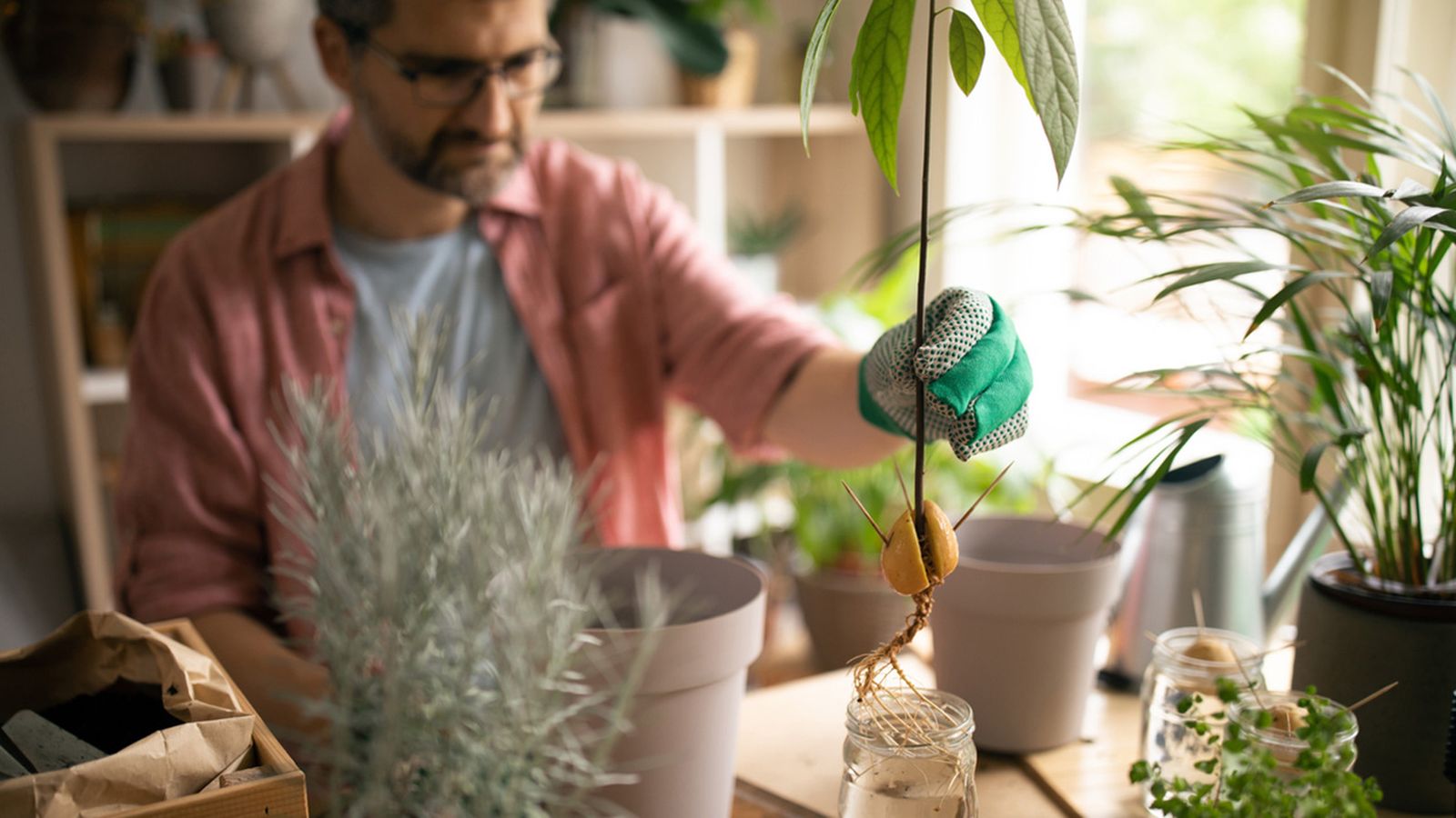 raiz aguacates cultivados en casa