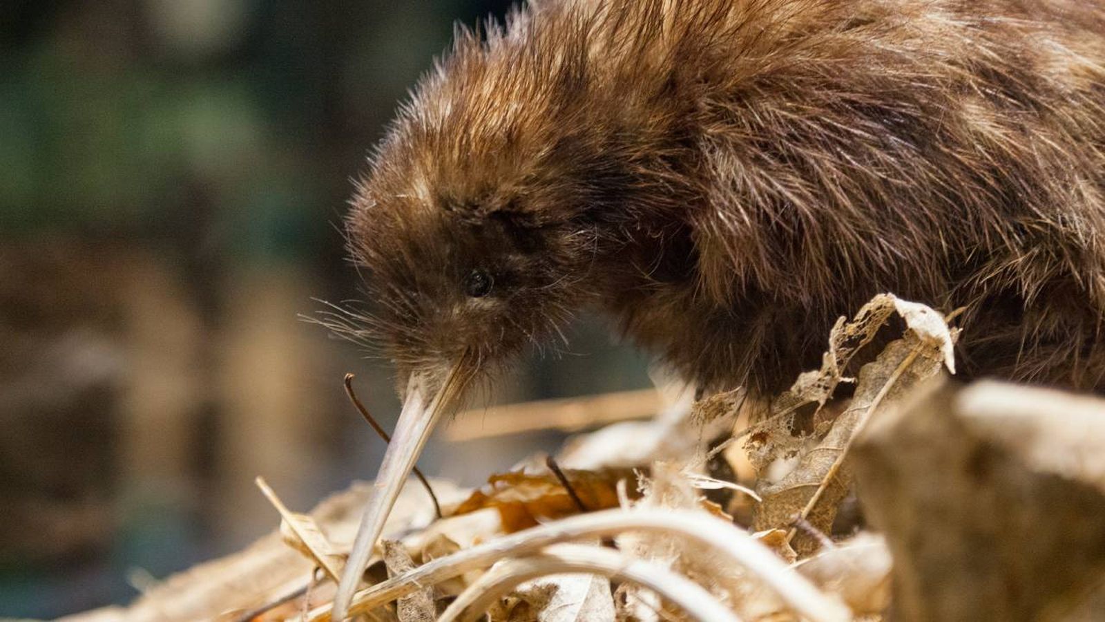 kiwi animal xl