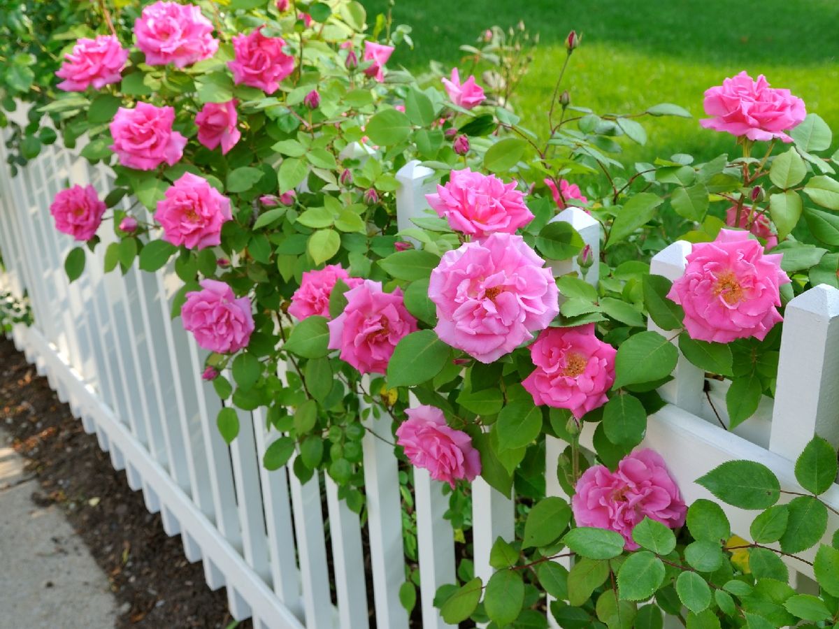  Incorpora enredaderas y flores trepadoras 