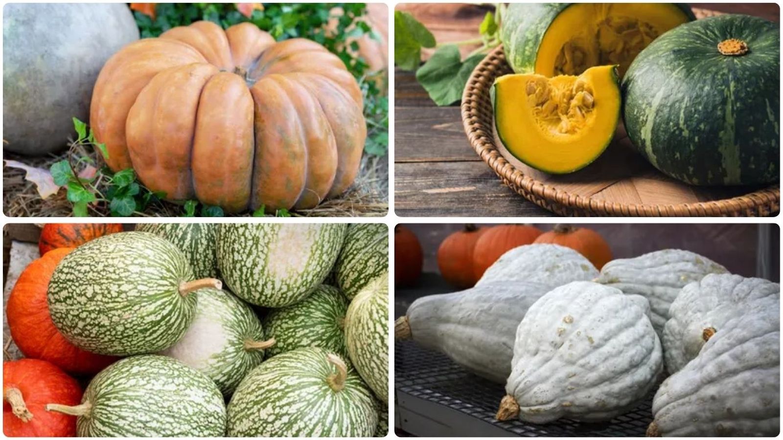 Tipos de calabazas más comunes