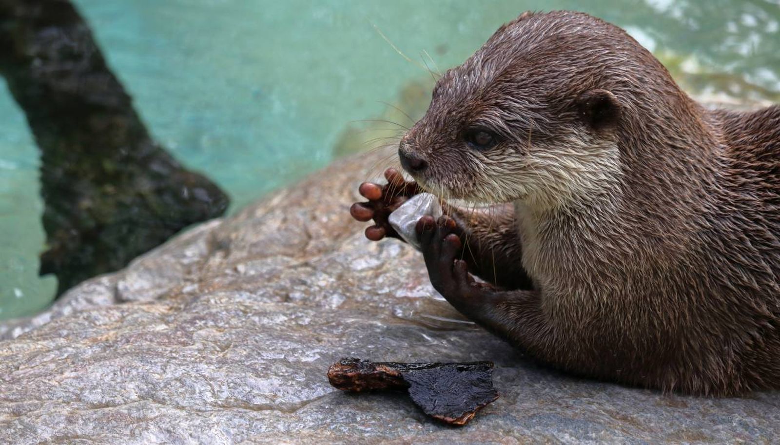 animales usan herramientas xl animales usan herramientas xl
