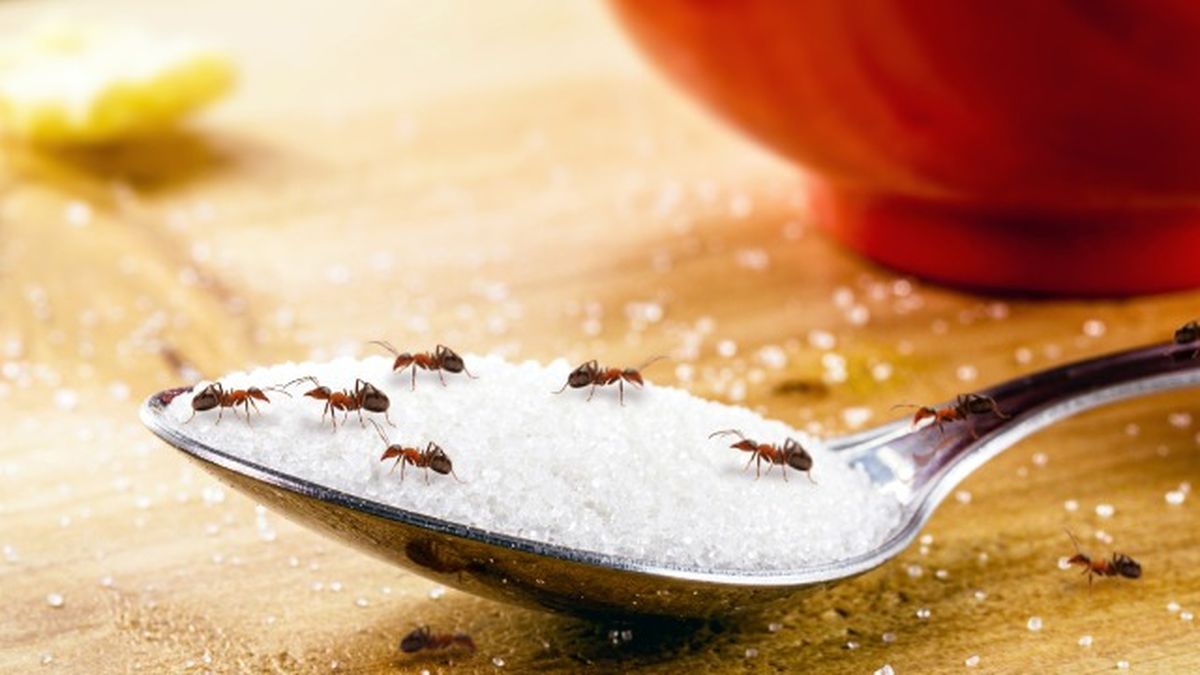 bicarbonato sodio azucar para eliminar las hormigas de casa