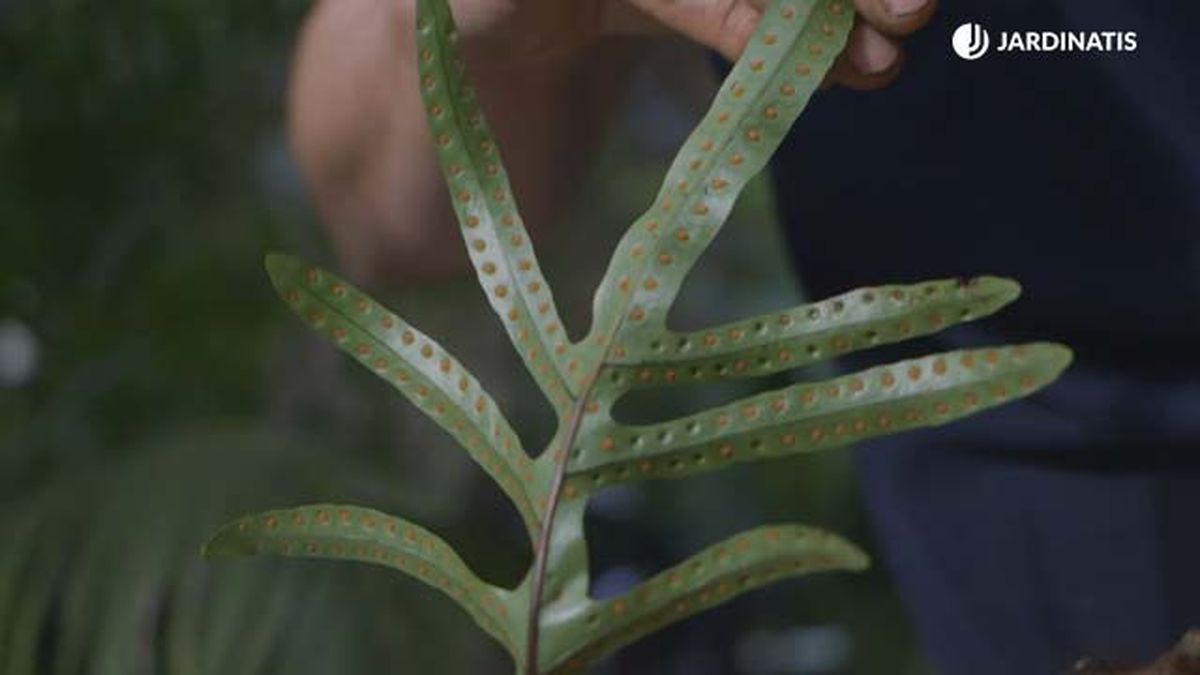 Helecho Microsorum pustulatum