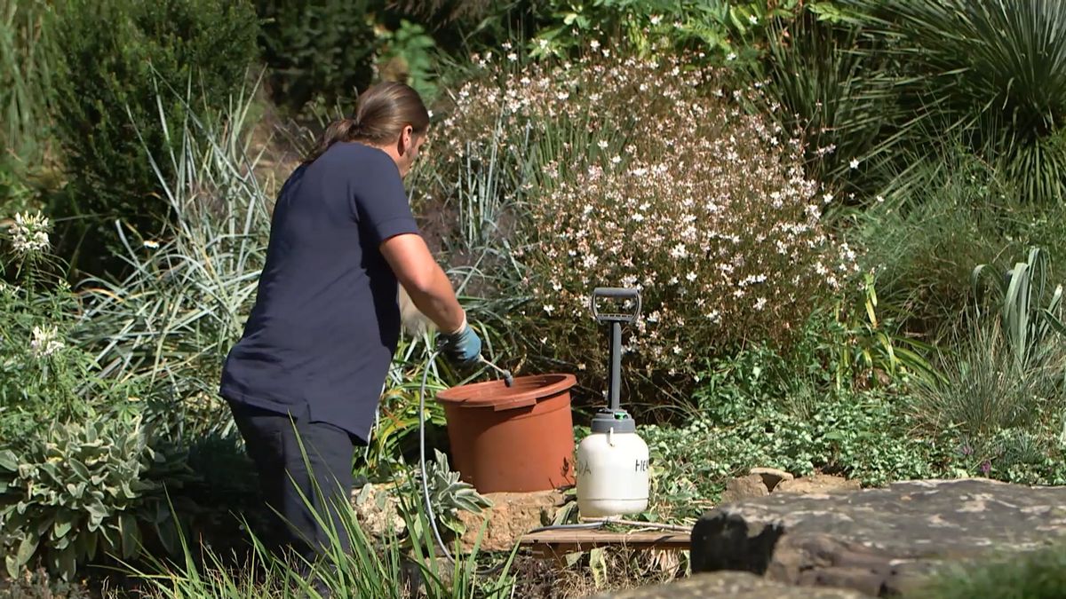 brico 965 briconsejo 3 como eliminar correhuela paso 6