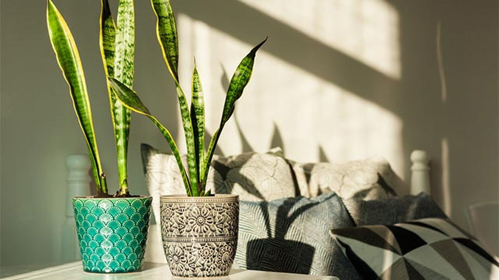 La Sansevieria trifasciata purifica el entorno La Sansevieria trifasciata purifica el entorno