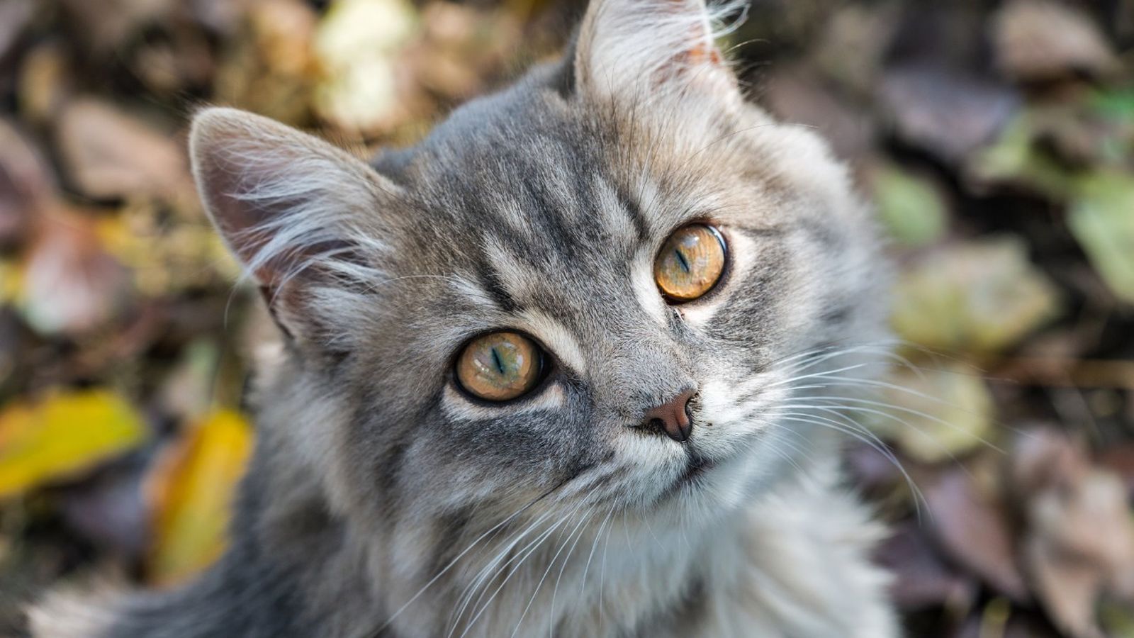 origen del gato