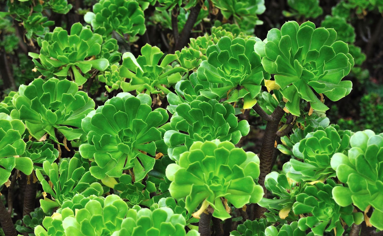 trasplante reproduccion aeonium xl