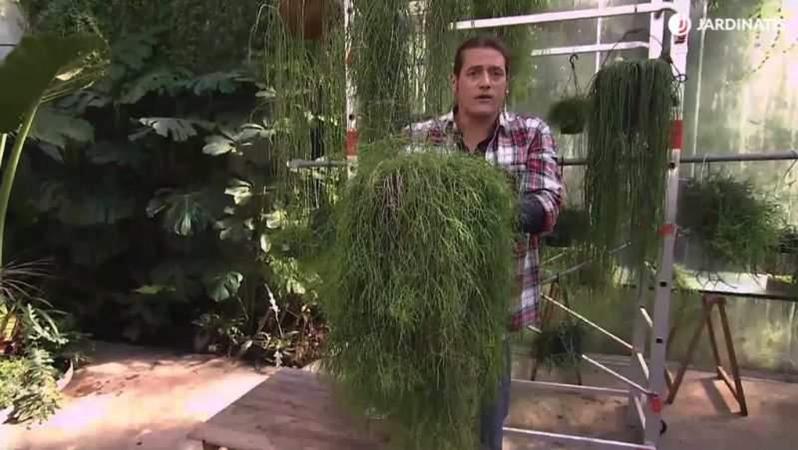 Los Rhipsalis no suelen necesitar trasplantes Los Rhipsalis no suelen necesitar trasplantes