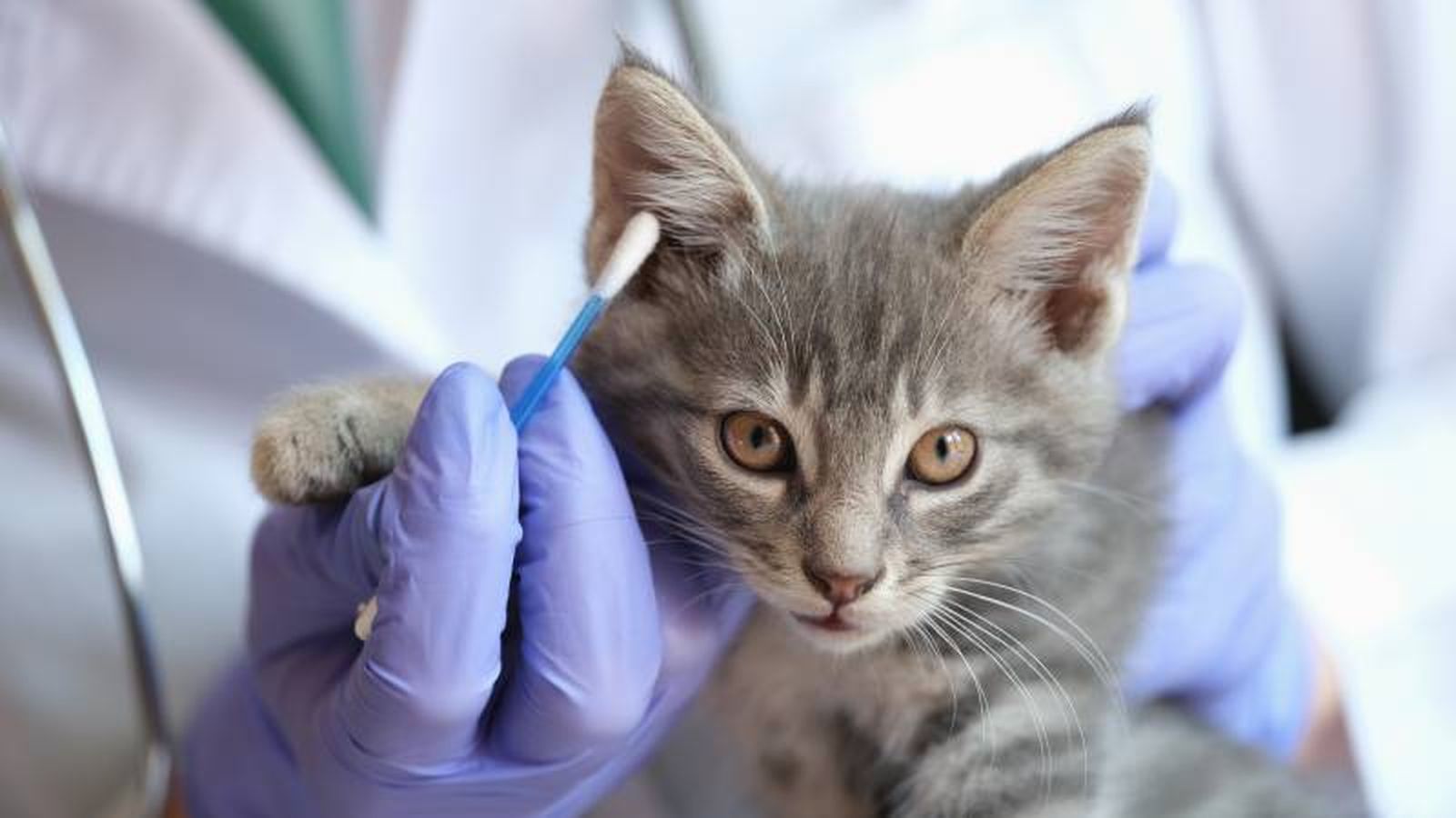 El veterinario será el encargado de preservar la salud de nuestro gato. El veterinario será el encargado de preservar la salud de nuestro gato.