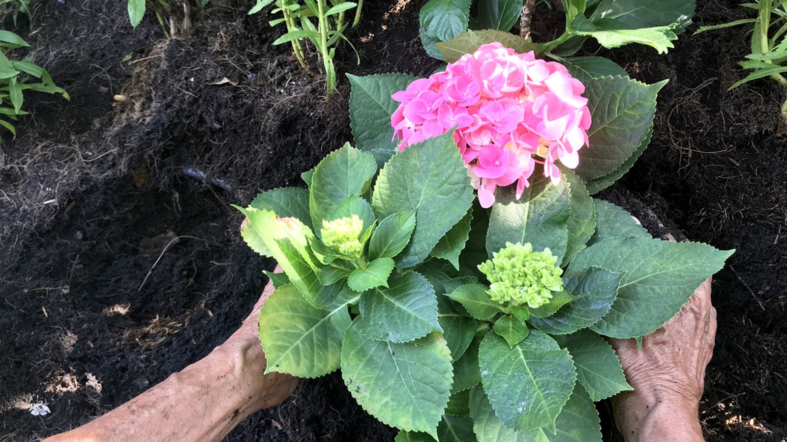 plantar hortensias en el jardin xl