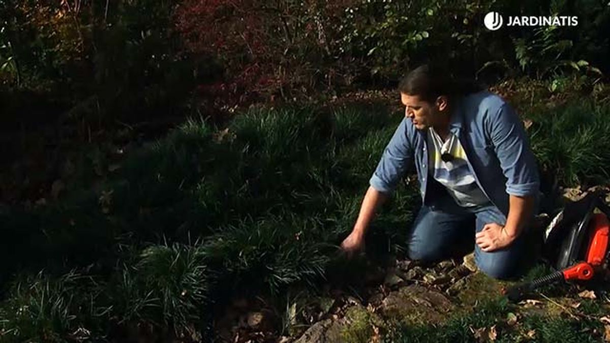 deco717 jardineria plantas cubresuelos ophiopogon japonicus