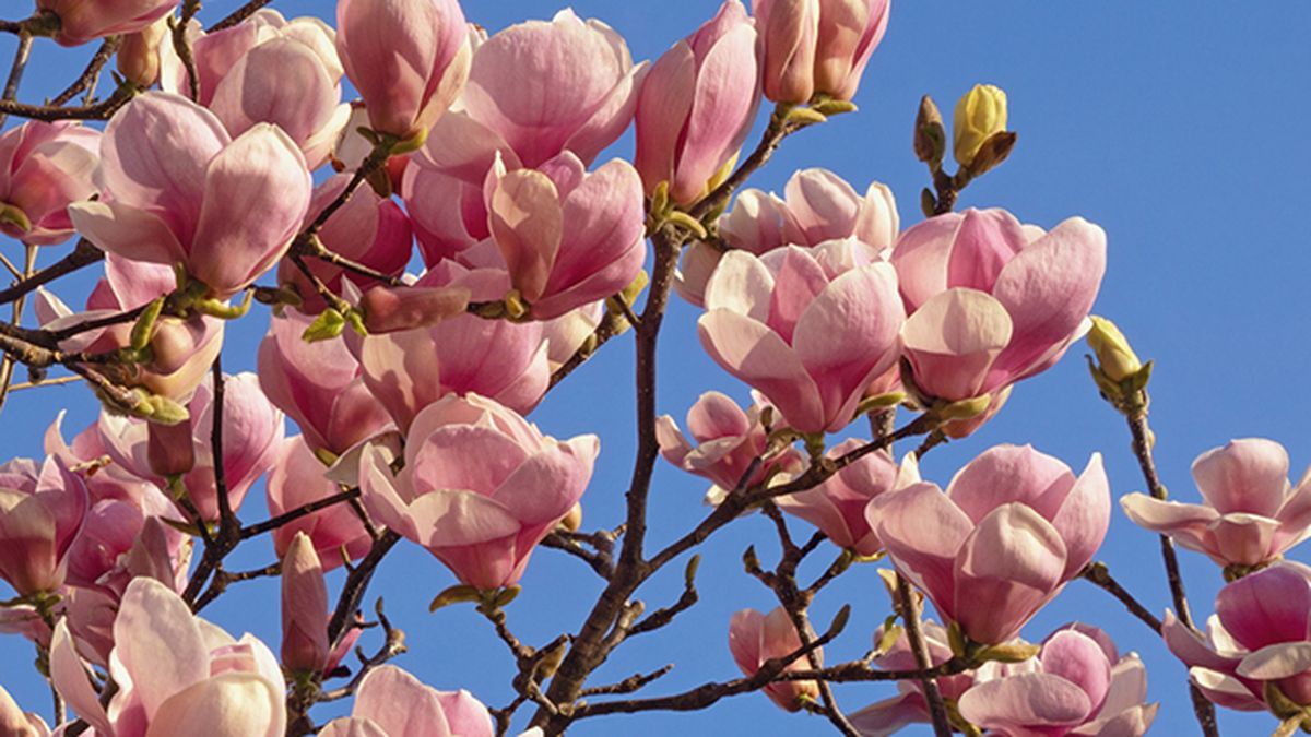 flores de magnolia soulangeana