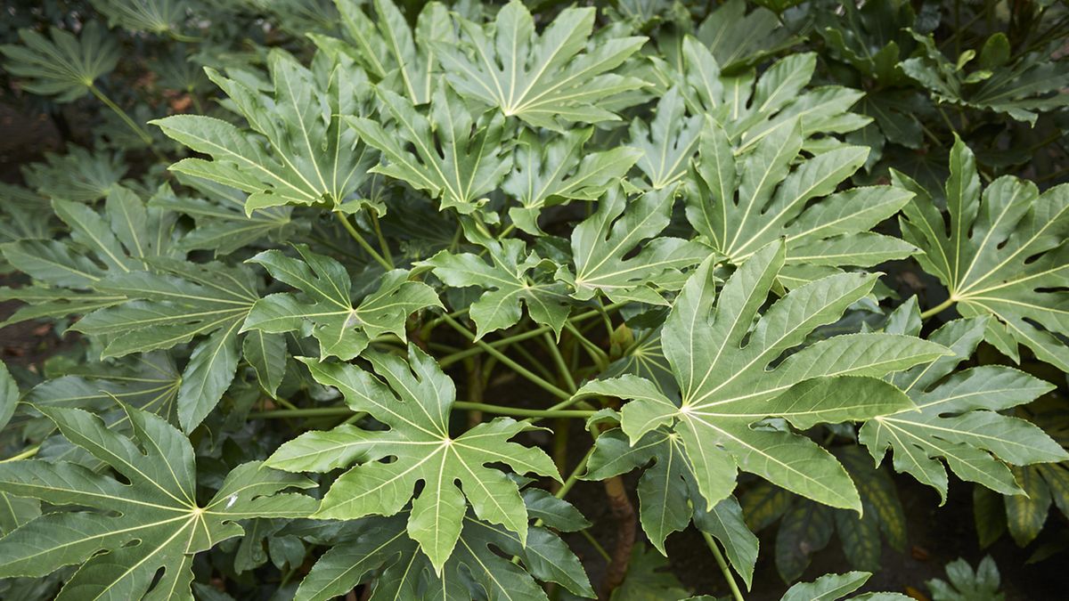 fatsia japonica caracteristicas cuidados