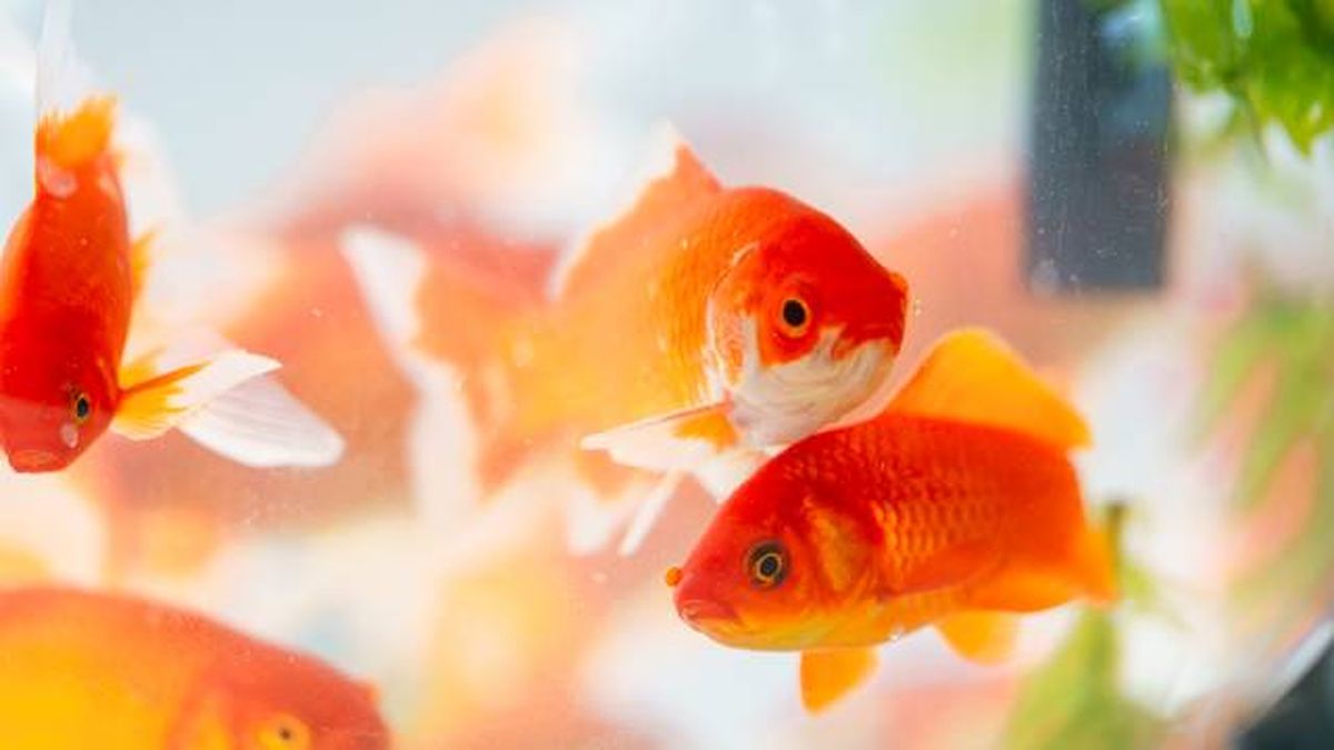 listado positivo animales compania peces aguarofilia