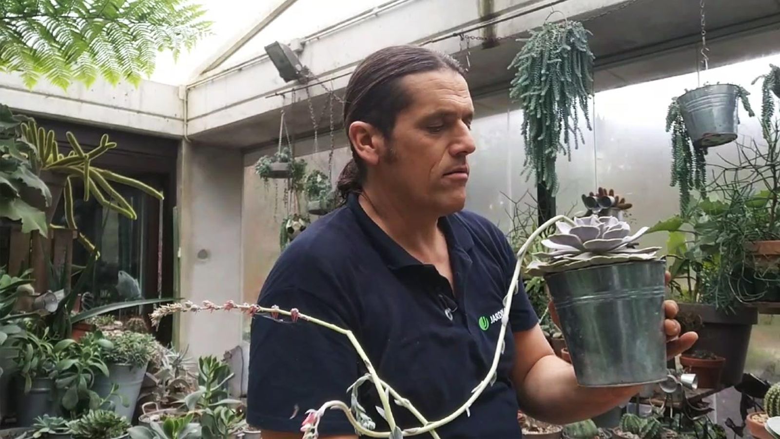por que hojas de echeveria estan lacias 2 por que hojas de echeveria estan lacias 2