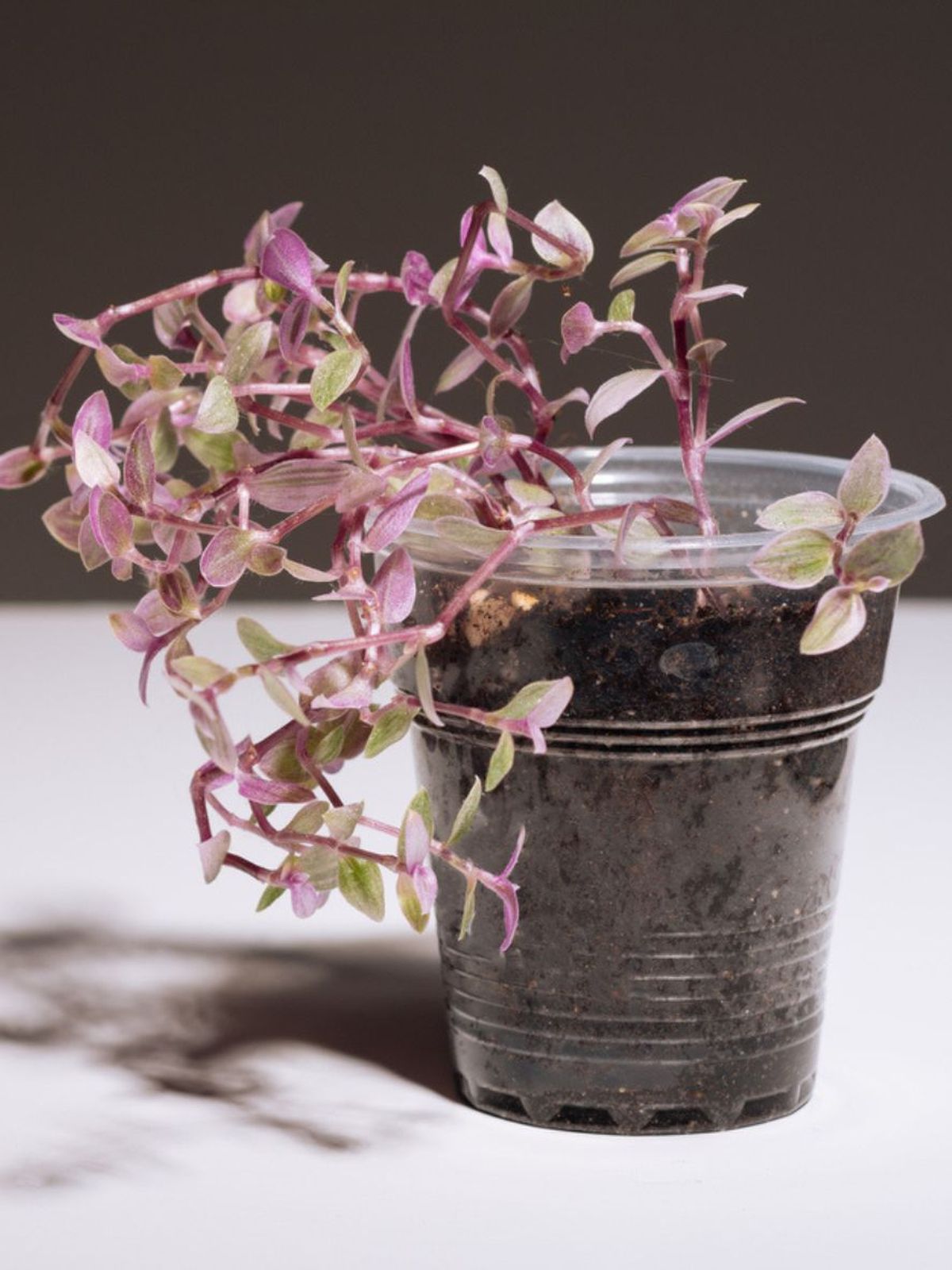 esqueje de callisia repens pink lady