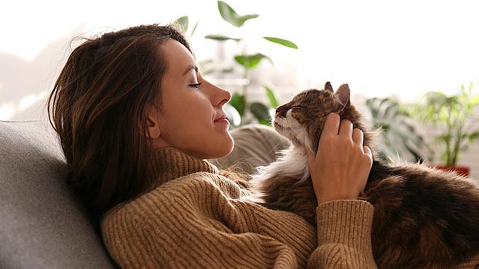 prohibiciones obligaciones ley proteccion animal 2 gato prohibiciones obligaciones ley proteccion animal 2 gato