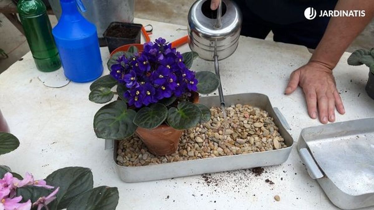 crear humedad ambbiental para violeta africana jardinatis 23 28