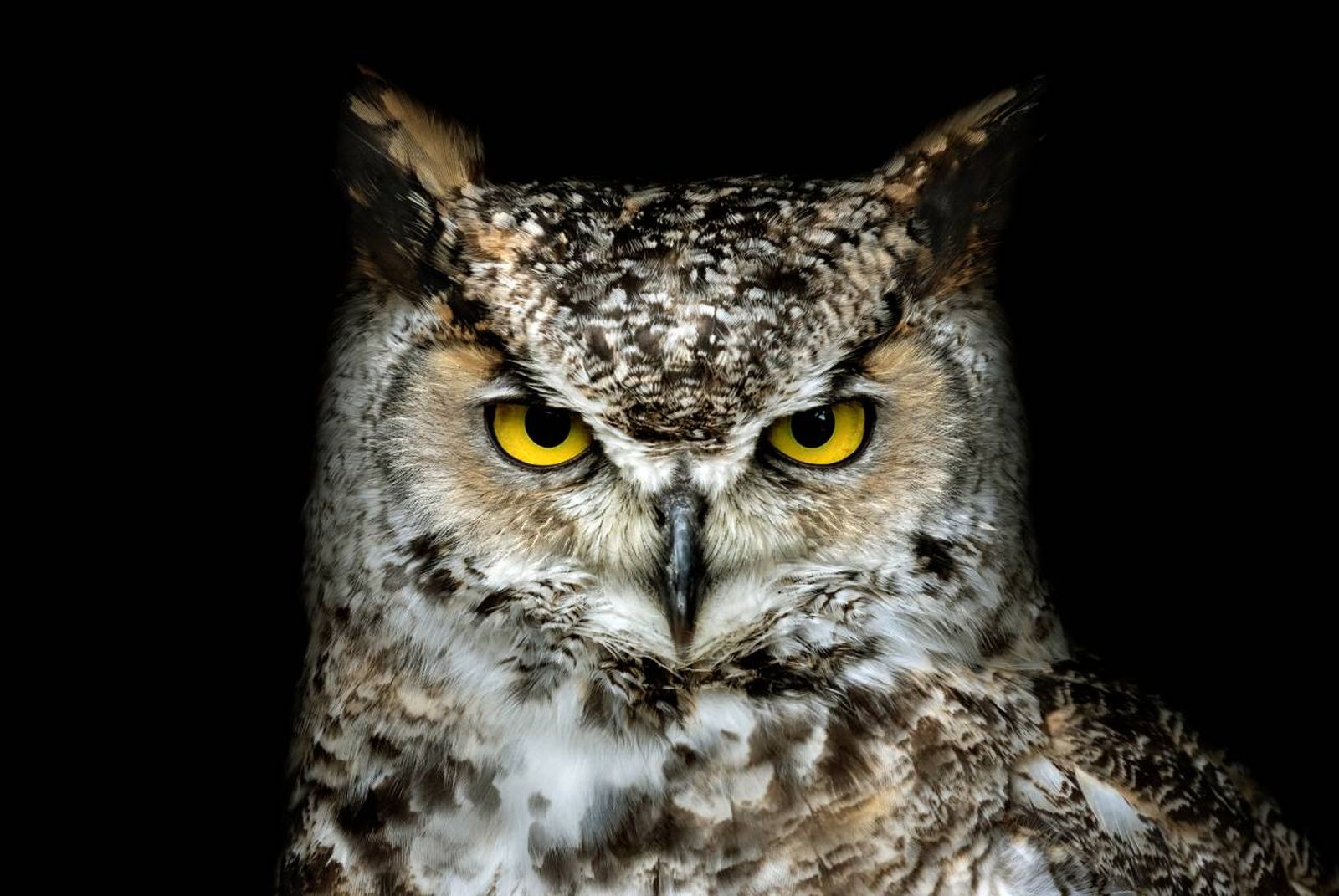 Los animales nocturnos han desarrollado más otros sentidos que nosotros.