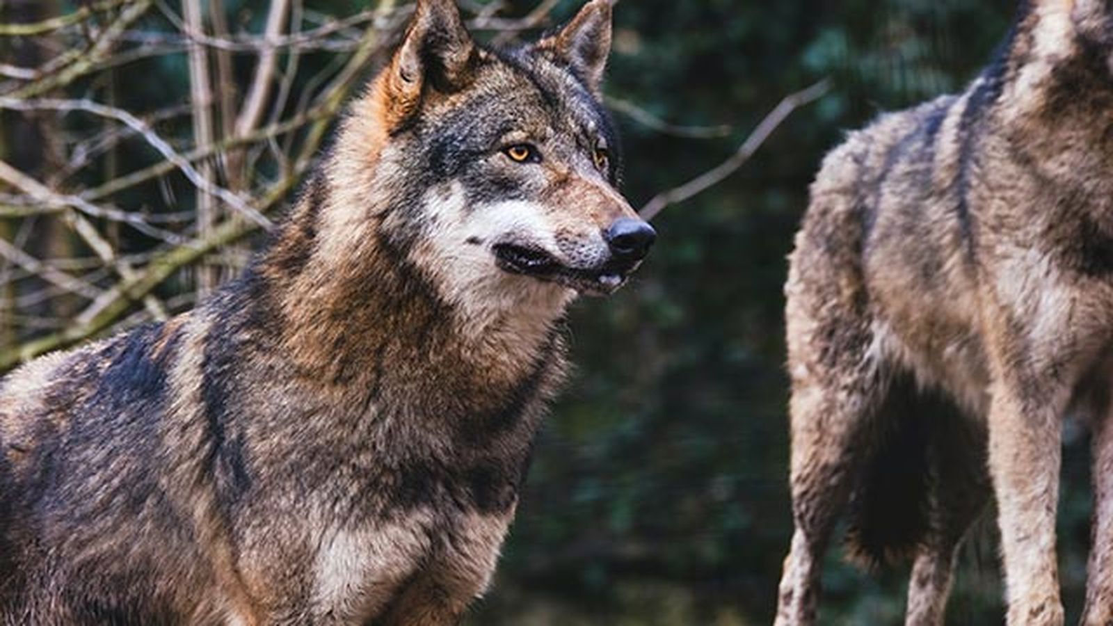 dos lobos dos lobos