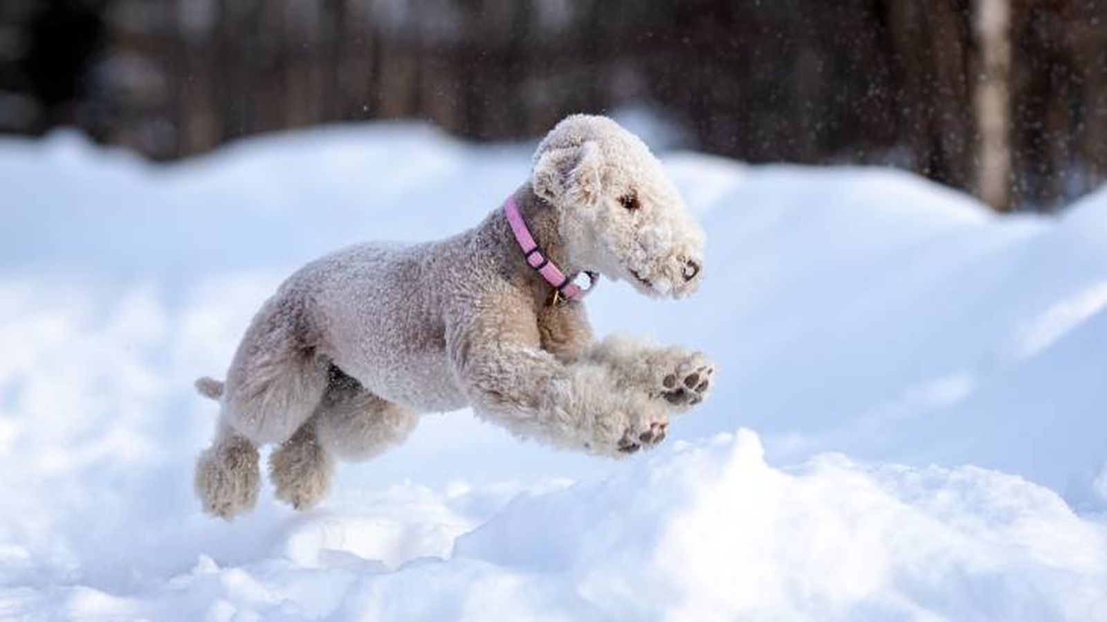 El Bedlington Terrier demandará hacer ejercicio de forma diaria El Bedlington Terrier demandará hacer ejercicio de forma diaria