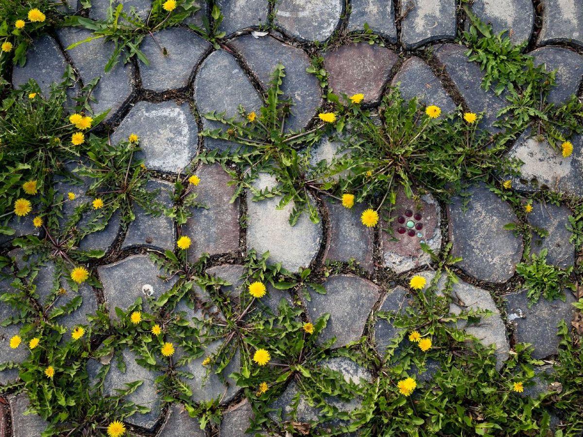 Todas las partes del diente de león son comestibles: la flor, las hojas y la raíz.