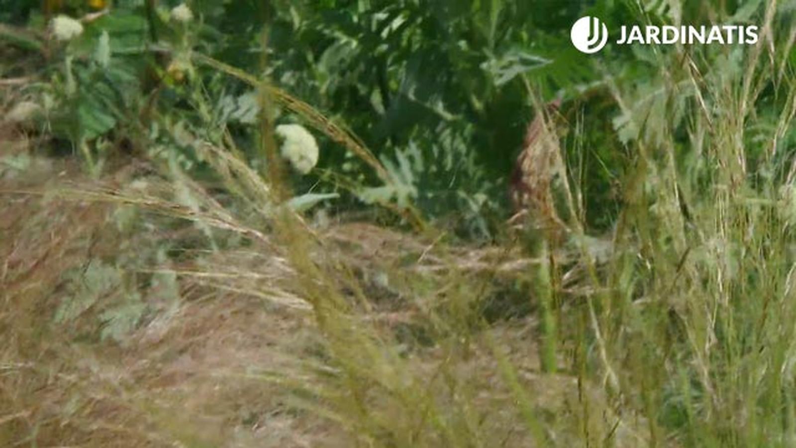 Stipa tenuissima mexican feather Grass deco622 Stipa tenuissima mexican feather Grass deco622