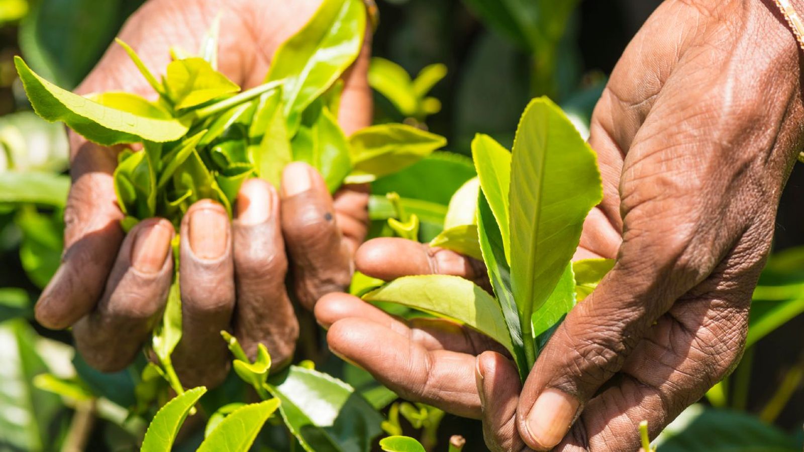 Camellia sinensis (planta para té blanco) Camellia sinensis (planta para té blanco)
